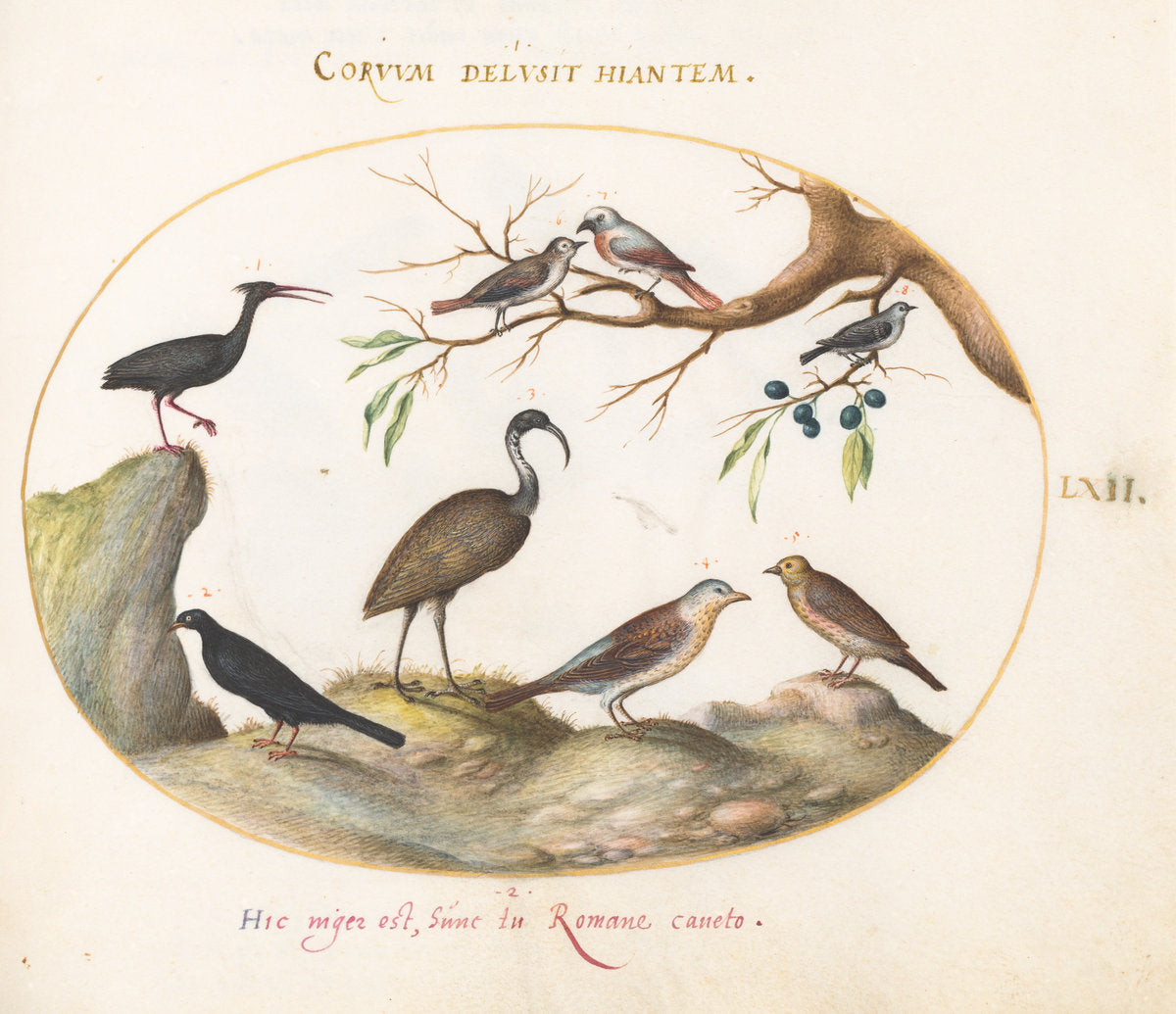Animalia Volatilia et Amphibia (Aier): Plate LXII by Joris Hoefnagel (Flemish, 1542 - 1600), 16X12"(A3)Poster Print