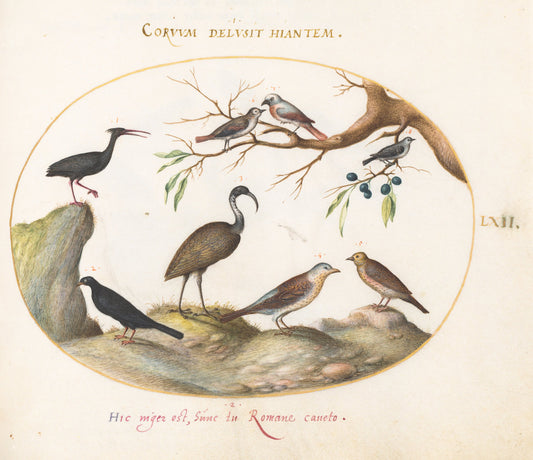 Animalia Volatilia et Amphibia (Aier): Plate LXII by Joris Hoefnagel (Flemish, 1542 - 1600), 16X12"(A3)Poster Print