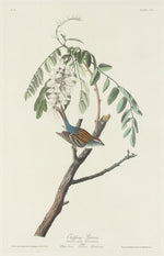 Chipping Sparrow by Robert Havell after John James Audubon (American, 1793 - 1878), 16X12"(A3)Poster Print