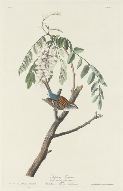 Chipping Sparrow by Robert Havell after John James Audubon (American, 1793 - 1878), 16X12"(A3)Poster Print