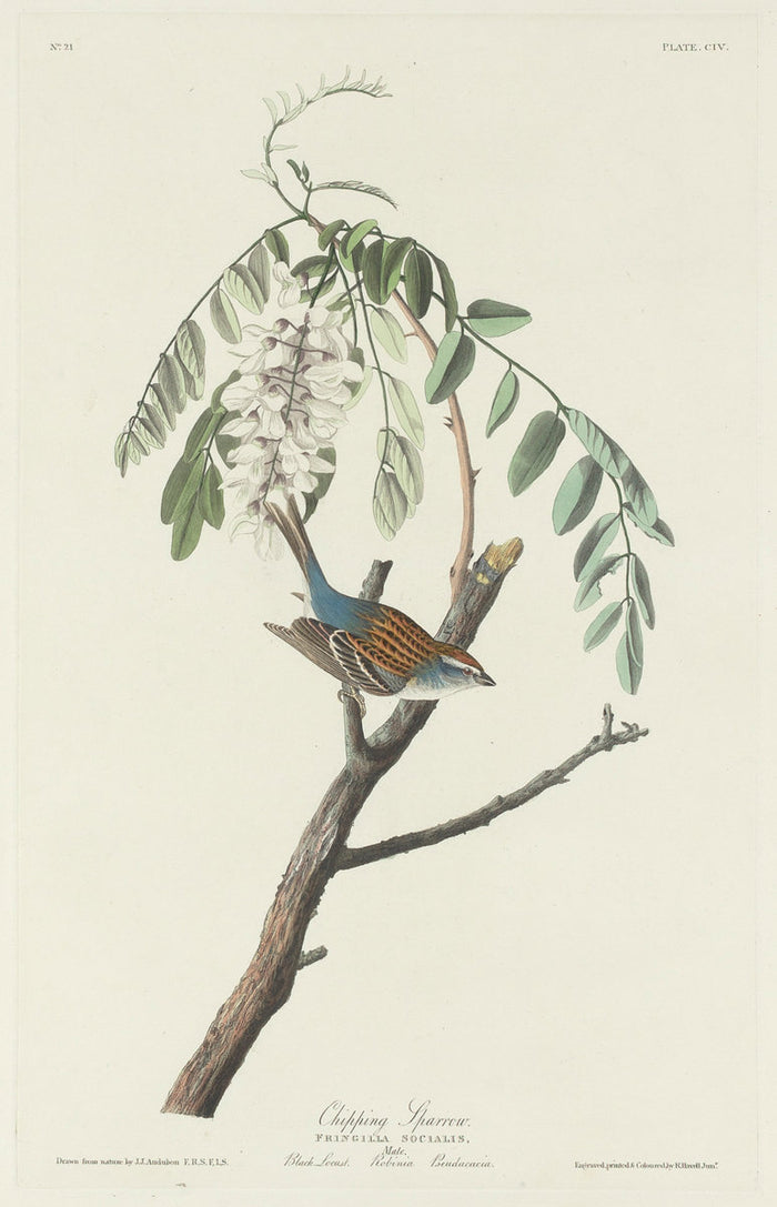 Chipping Sparrow by Robert Havell after John James Audubon (American, 1793 - 1878), 16X12