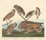 Burrowing Owl, Large-Headed Burrowing Owl andLittle Night Owl by Robert Havell after John James Audubon (American, born England, 1793 - 1878), 16X12"(A3)Poster Print