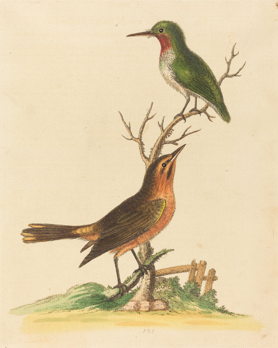 Green Bird with Red Throat and Brown and Orange Bird by George Edwards (English, 1694 - 1773), 16X12"(A3)Poster Print