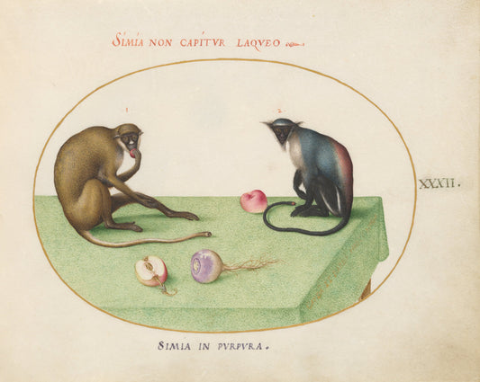 Animalia Qvadrvpedia et Reptilia (Terra): Plate XXXII by Joris Hoefnagel (Flemish, 1542 - 1600), 16X12"(A3)Poster Print