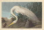 White Heron by Robert Havell after John James Audubon (American, 1793 - 1878), 16X12"(A3)Poster Print