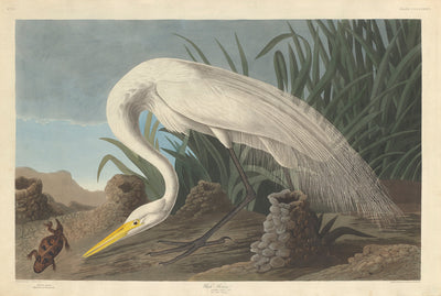 White Heron by Robert Havell after John James Audubon (American, 1793 - 1878), 16X12"(A3)Poster Print