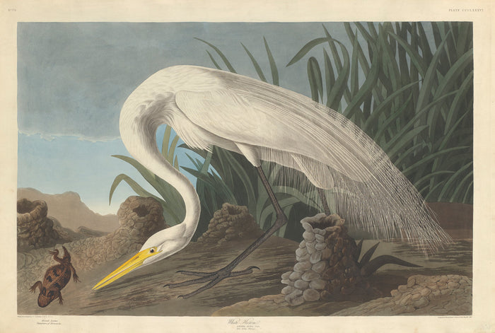 White Heron by Robert Havell after John James Audubon (American, 1793 - 1878), 16X12