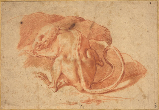 A Skinned Rat by Attributed to Parmigianino (Italian, 1503 - 1540), 16X12"(A3)Poster Print