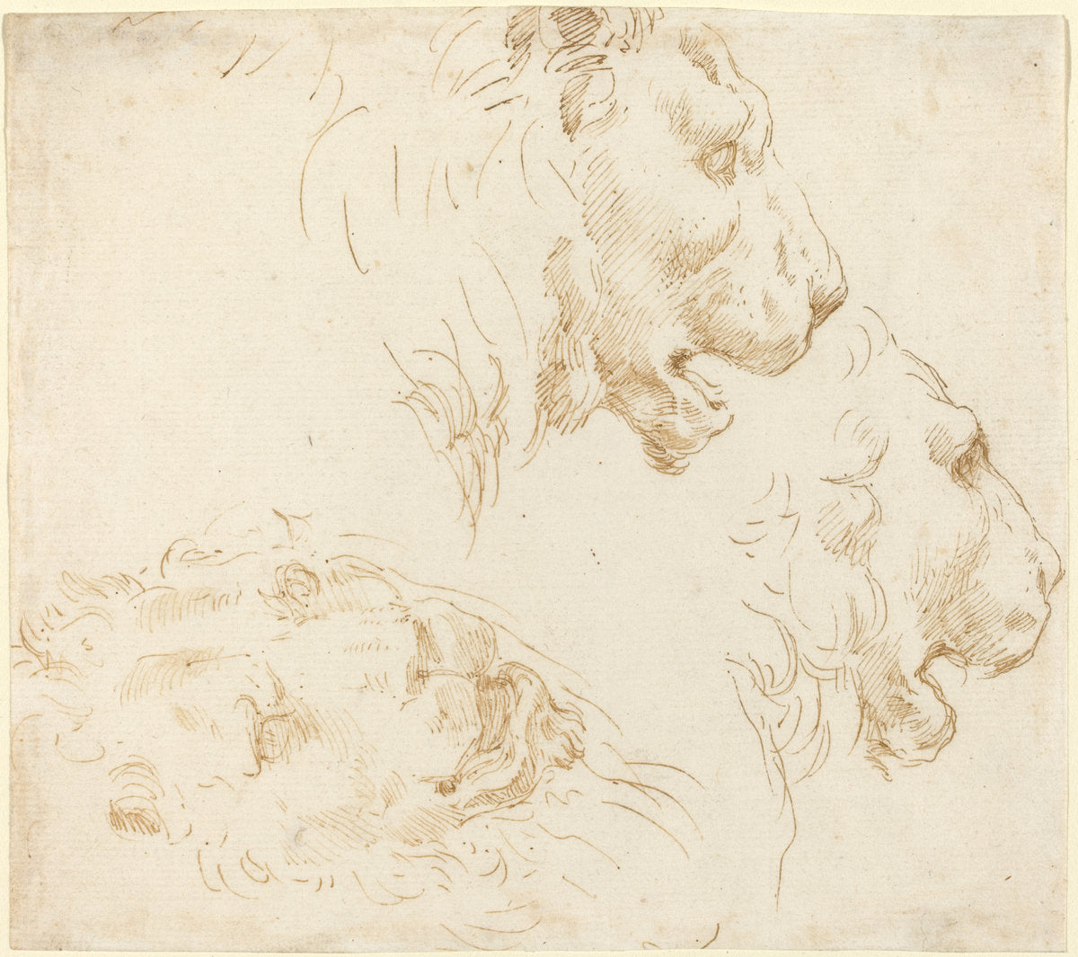 Studies of a Lion's Head by Stefano Della Bella (Florentine, 1610 - 1664), 16X12"(A3)Poster Print