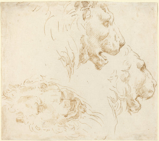 Studies of a Lion's Head by Stefano Della Bella (Florentine, 1610 - 1664), 16X12"(A3)Poster Print