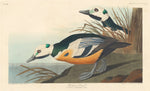 Western Duck by Robert Havell after John James Audubon (American, 1793 - 1878), 16X12"(A3)Poster Print