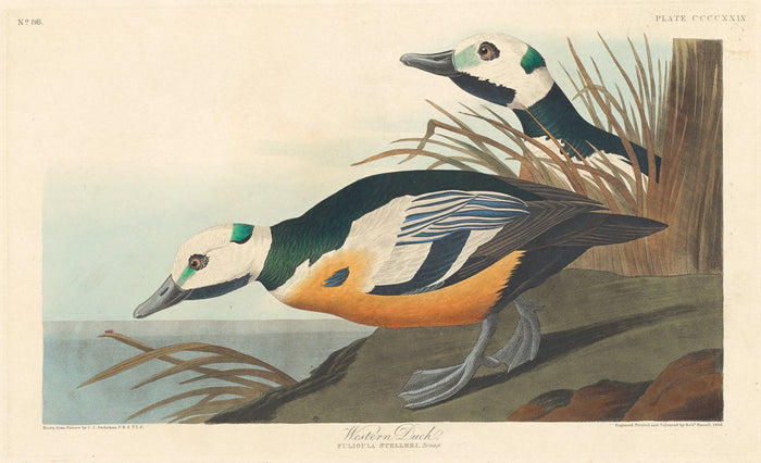 Western Duck by Robert Havell after John James Audubon (American, 1793 - 1878), 16X12