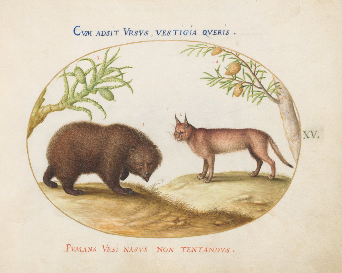 Animalia Qvadrvpedia et Reptilia (Terra): Plate XV by Joris Hoefnagel (Flemish, 1542 - 1600), 16X12"(A3)Poster Print