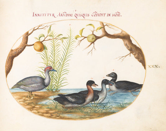 Animalia Volatilia et Amphibia (Aier): Plate XXX by Joris Hoefnagel (Flemish, 1542 - 1600), 16X12"(A3)Poster Print