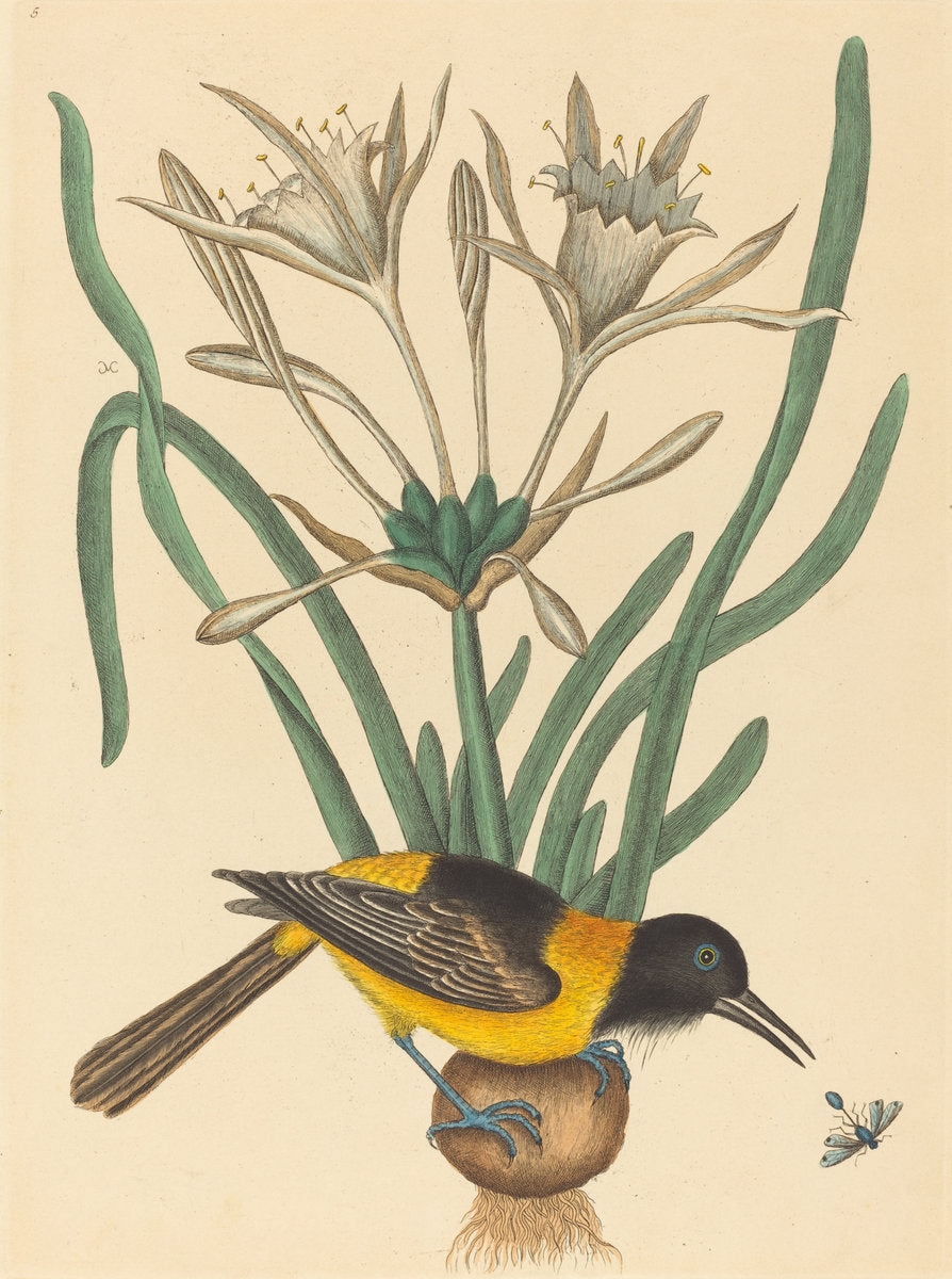 The Yellow and Black Pye (Oriolus Icterus) by Mark Catesby (English, 1679 - 1749), 16X12"(A3)Poster Print