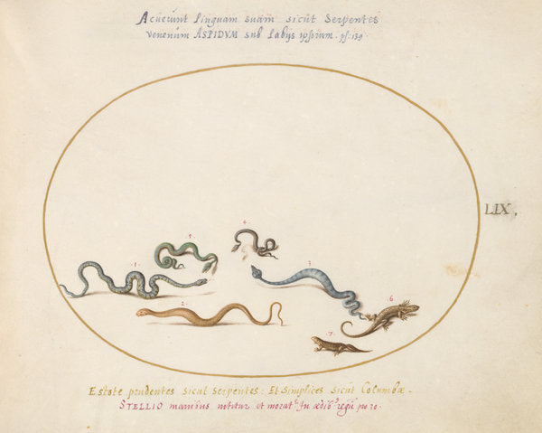 Animalia Qvadrvpedia et Reptilia (Terra): Plate LIX by Joris Hoefnagel (Flemish, 1542 - 1600), 16X12"(A3)Poster Print