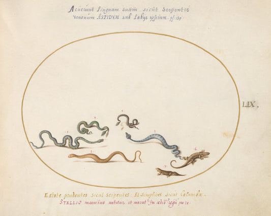 Animalia Qvadrvpedia et Reptilia (Terra): Plate LIX by Joris Hoefnagel (Flemish, 1542 - 1600), 16X12"(A3)Poster Print