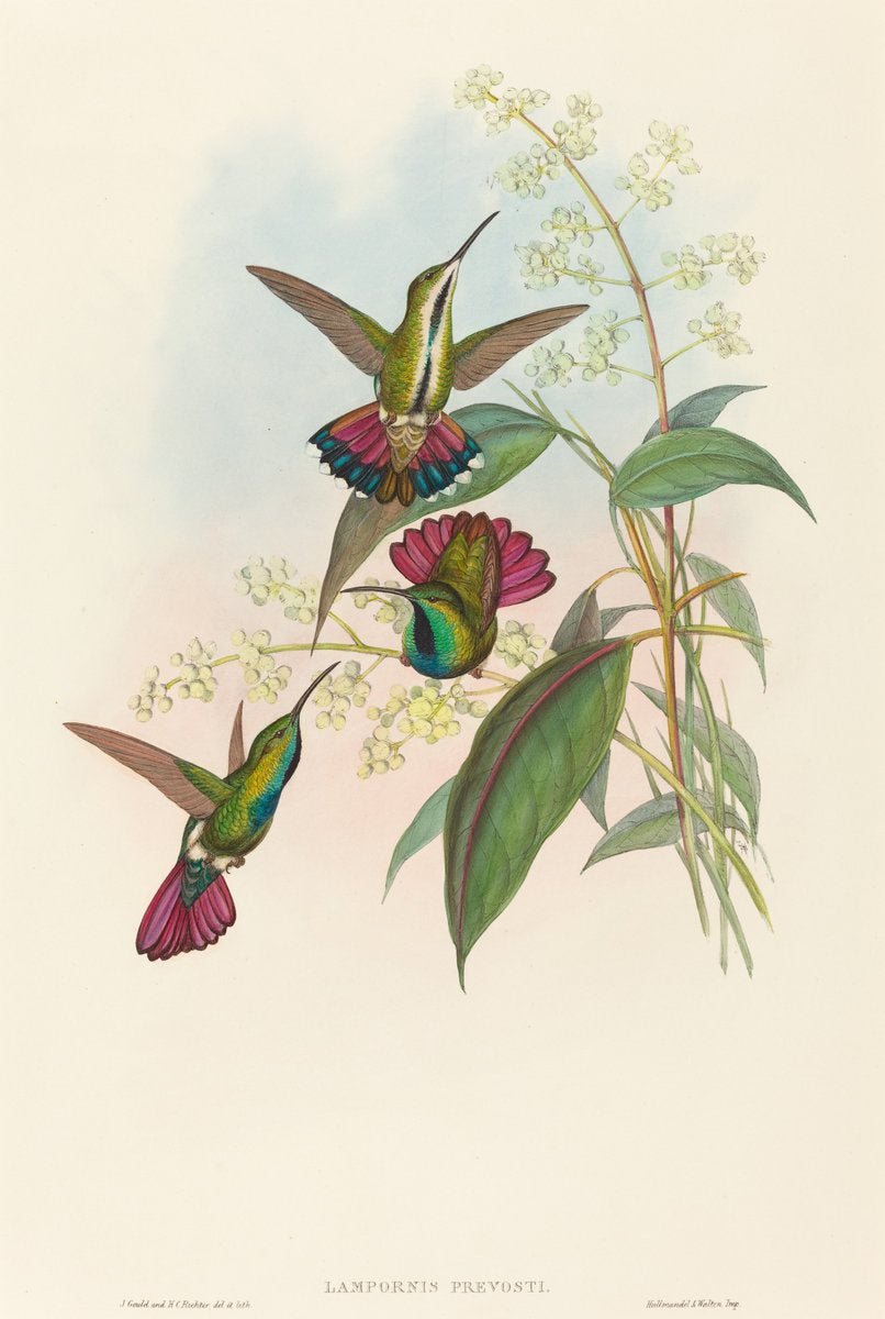 Lampornis prevosti by John Gould and H.C. Richter (British, 1804 - 1881), 16X12"(A3)Poster Print