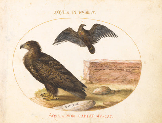 Animalia Volatilia et Amphibia (Aier): Plate II by Joris Hoefnagel (Flemish, 1542 - 1600), 16X12"(A3)Poster Print
