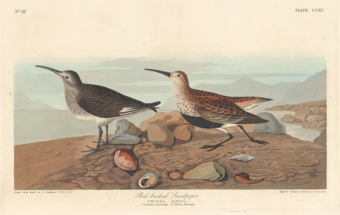 Red-backed Sandpiper by Robert Havell after John James Audubon (American, 1793 - 1878), 16X12