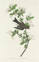 Wood Pewee by Robert Havell after John James Audubon (American, 1793 - 1878), 16X12"(A3)Poster Print