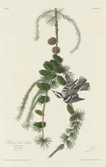Black and White Creeper by Robert Havell after John James Audubon (American, 1793 - 1878), 16X12"(A3)Poster Print