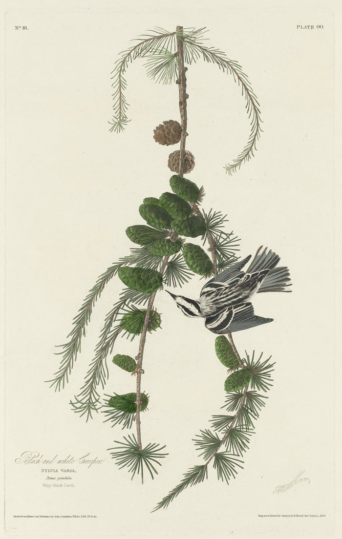 Black and White Creeper by Robert Havell after John James Audubon (American, 1793 - 1878), 16X12