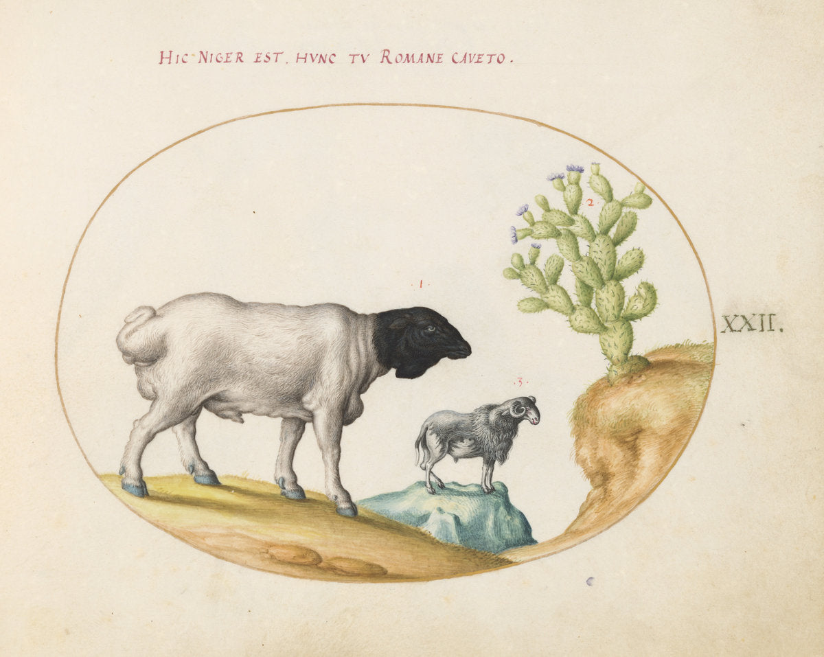 Animalia Qvadrvpedia et Reptilia (Terra): Plate XXII by Joris Hoefnagel (Flemish, 1542 - 1600), 16X12"(A3)Poster Print
