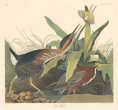 Green Heron by Robert Havell after John James Audubon (American, 1793 - 1878), 16X12"(A3)Poster Print