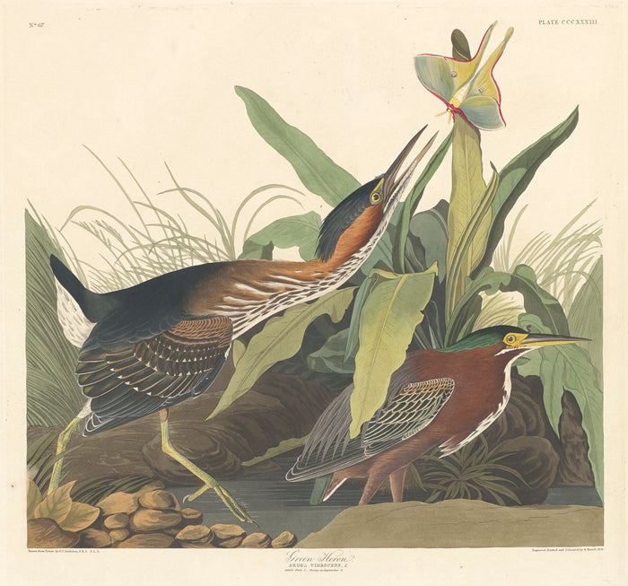 Green Heron by Robert Havell after John James Audubon (American, 1793 - 1878), 16X12