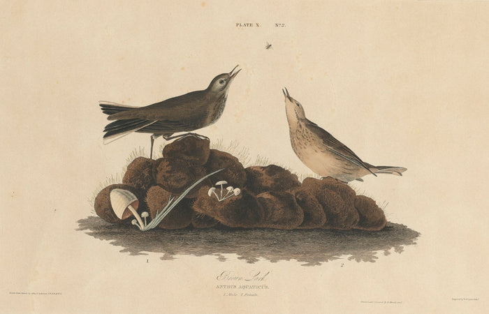 Brown Lark by William Home Lizars after John James Audubon (Scottish, 1788 - 1859), 16X12