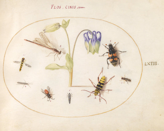 Animalia Rationalia et Insecta (Ignis):  Plate LXIII by Joris Hoefnagel (Flemish, 1542 - 1600), 16X12"(A3)Poster Print