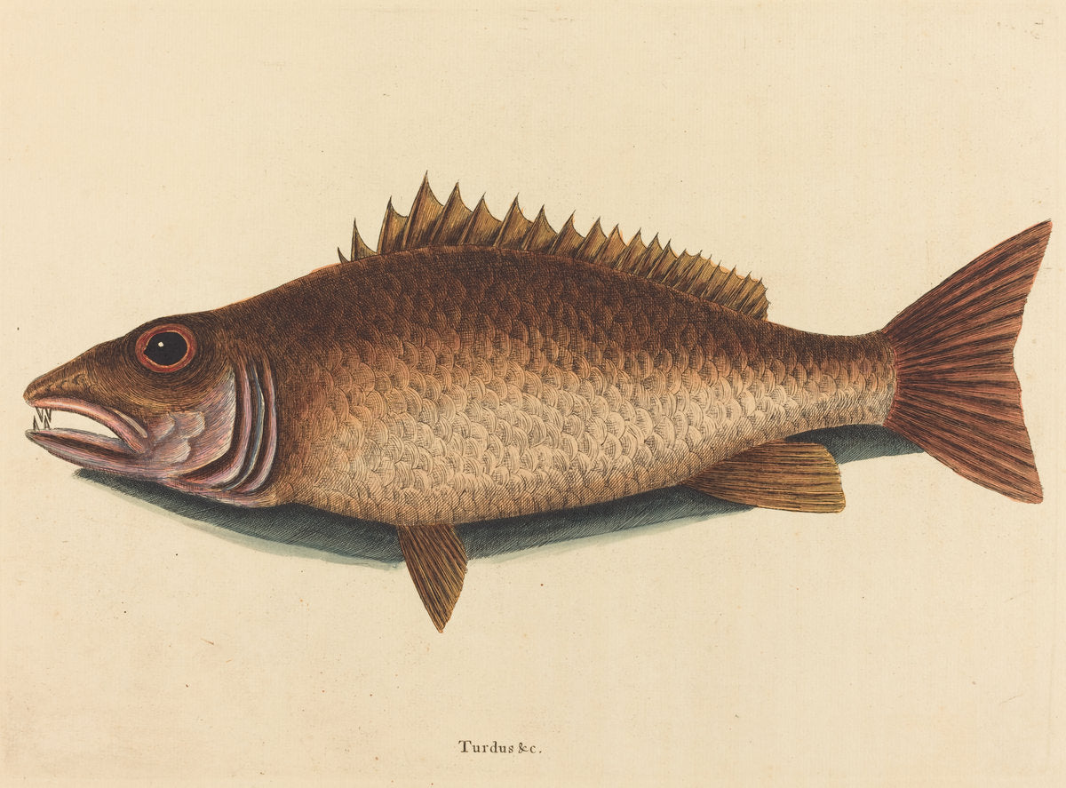 The Mangrove Snapper (Labrus griseus) by Mark Catesby (English, 1679 - 1749), 16X12"(A3)Poster Print
