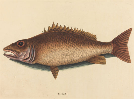The Mangrove Snapper (Labrus griseus) by Mark Catesby (English, 1679 - 1749), 16X12"(A3)Poster Print