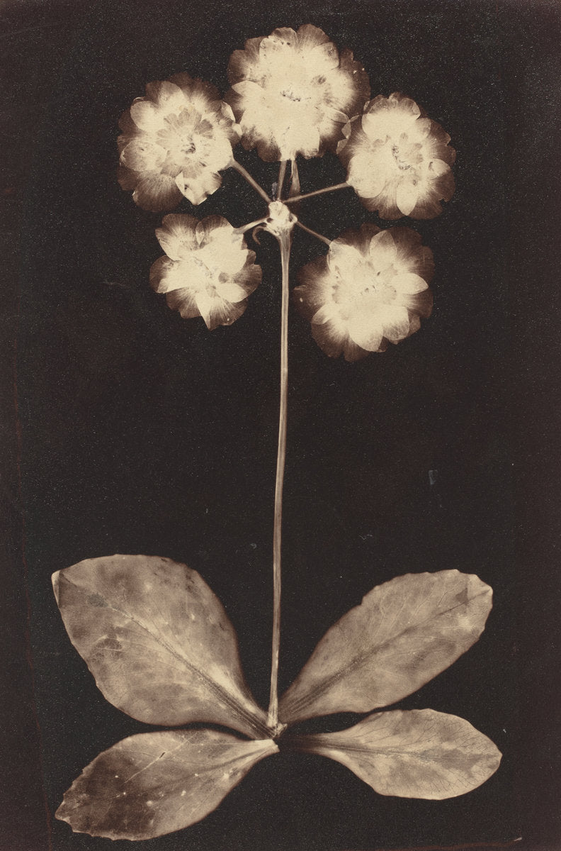 1860s by Unknown 19th Century (Botanical Photogram), 16X12"(A3)Poster Print