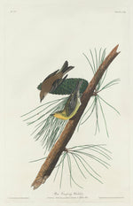 Pine Creeping Warbler by Robert Havell after John James Audubon (American, 1793 - 1878), 16X12"(A3)Poster Print