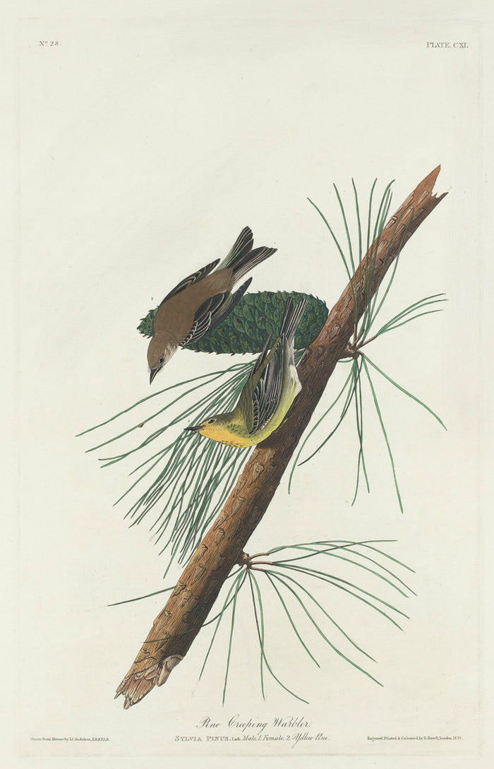 Pine Creeping Warbler by Robert Havell after John James Audubon (American, 1793 - 1878), 16X12