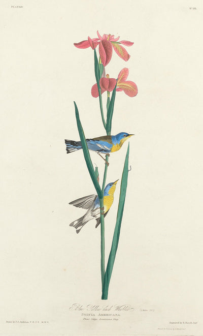 Blue Yellow-backed Warbler by Robert Havell after John James Audubon (American, 1793 - 1878), 16X12"(A3)Poster Print