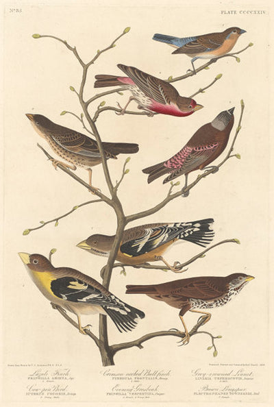 Lazuli Finch by Robert Havell after John James Audubon (American, 1793 - 1878), 16X12"(A3)Poster Print