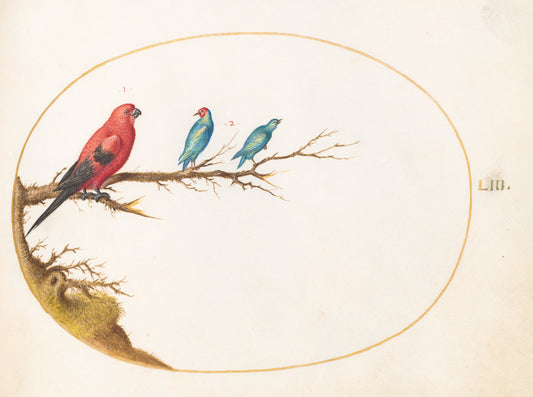 Animalia Volatilia et Amphibia (Aier): Plate LIII by Joris Hoefnagel (Flemish, 1542 - 1600), 16X12"(A3)Poster Print