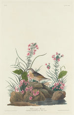 Yellow-winged Sparrow by Robert Havell after John James Audubon (American, 1793 - 1878), 16X12"(A3)Poster Print