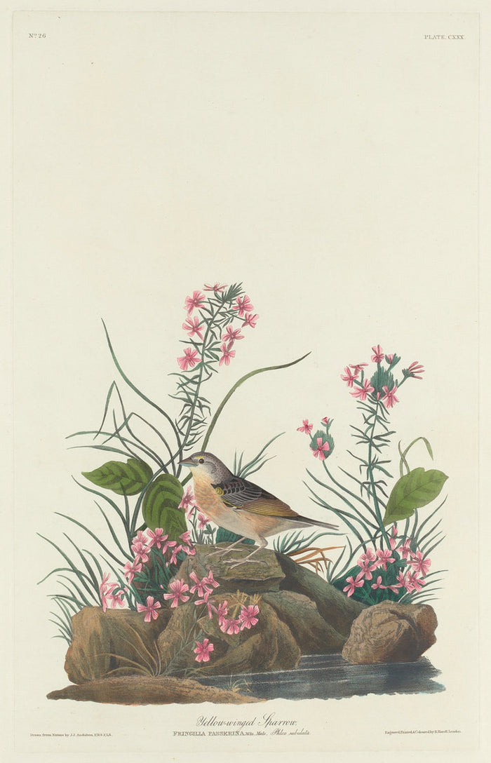 Yellow-winged Sparrow by Robert Havell after John James Audubon (American, 1793 - 1878), 16X12