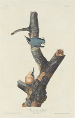 Red-breasted Nuthatch by Robert Havell after John James Audubon (American, 1793 - 1878), 16X12"(A3)Poster Print