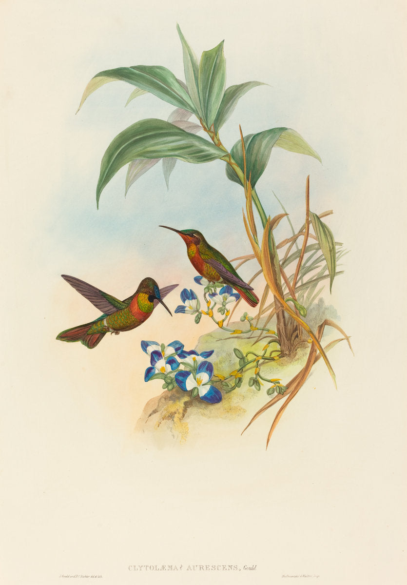 Clytolaema aurescens (Banded Ruby or Gould's Ruby) by John Gould and H.C. Richter (British, 1804 - 1881), 16X12"(A3)Poster Print