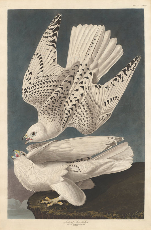 Iceland or Jer Falcon by Robert Havell after John James Audubon (American, born England, 1793 - 1878), 16X12"(A3)Poster Print
