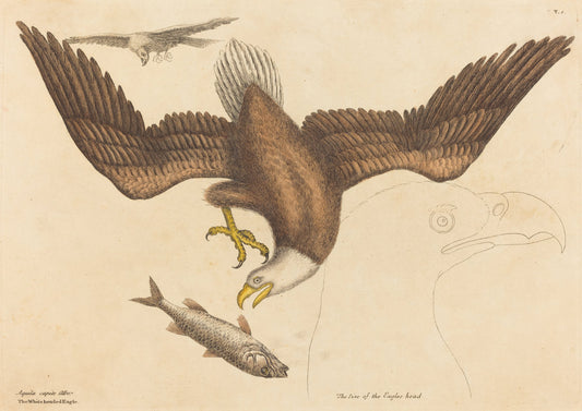 The Bald Eagle (Falco leucocephalus) by Mark Catesby (English, 1679 - 1749), 16X12"(A3)Poster Print