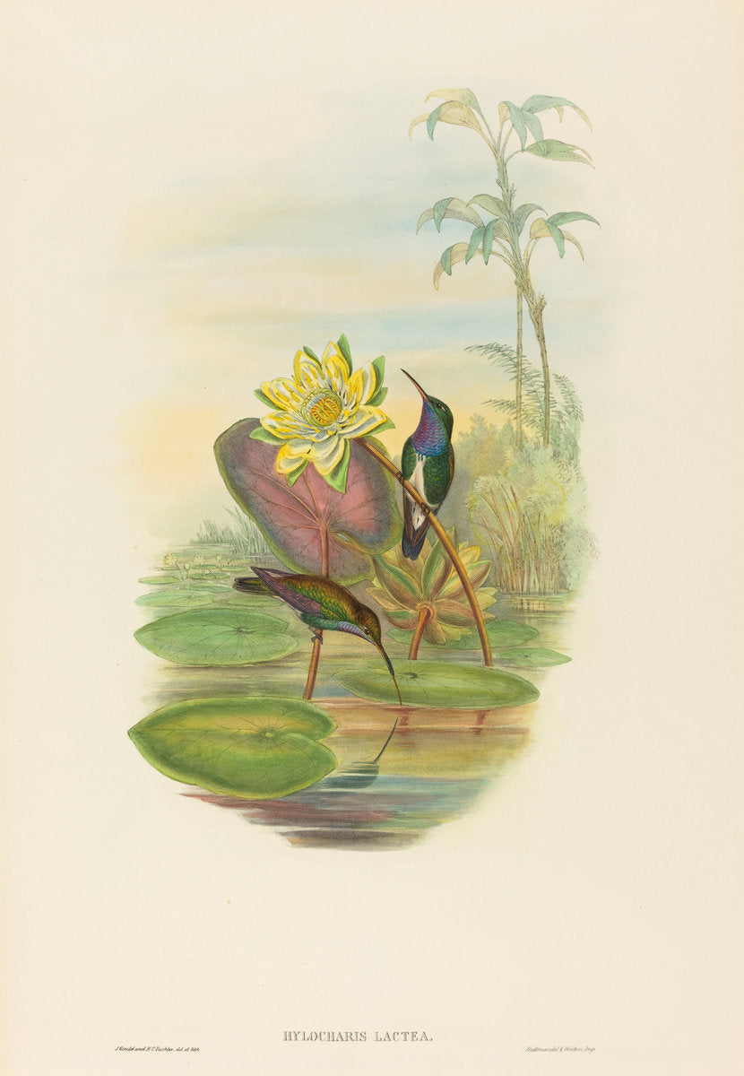 Hylocharis lactea (Sapphire-breasted Emerald) by John Gould and H.C. Richter (British (?), active 1841 - active c. 1881), 16X12"(A3)Poster Print