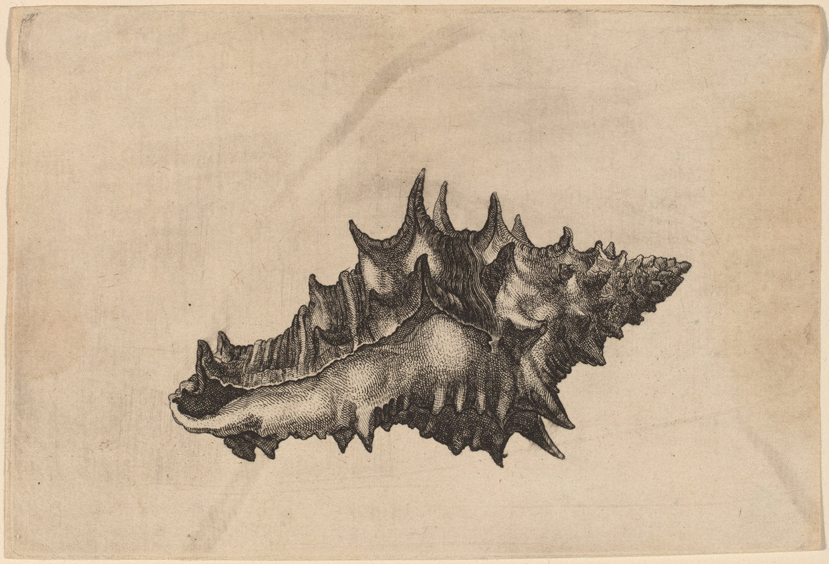 Shell (Vasum ceramicum) by Wenceslaus Hollar (Bohemian, 1607 - 1677), 16X12"(A3)Poster Print