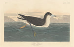 Dusky Petrel by Robert Havell after John James Audubon (American, 1793 - 1878), 16X12"(A3)Poster Print