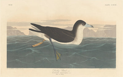 Dusky Petrel by Robert Havell after John James Audubon (American, 1793 - 1878), 16X12"(A3)Poster Print